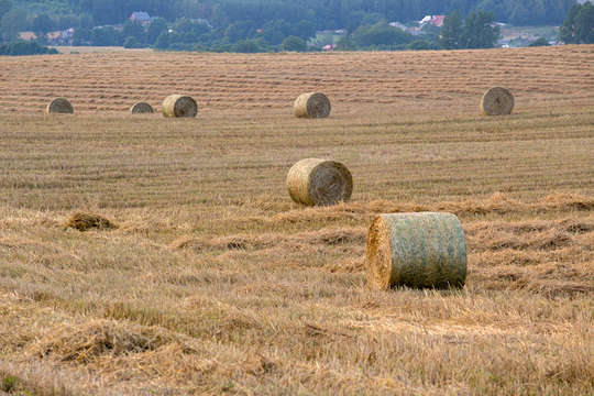 Leśne Uroczysko (4 km)